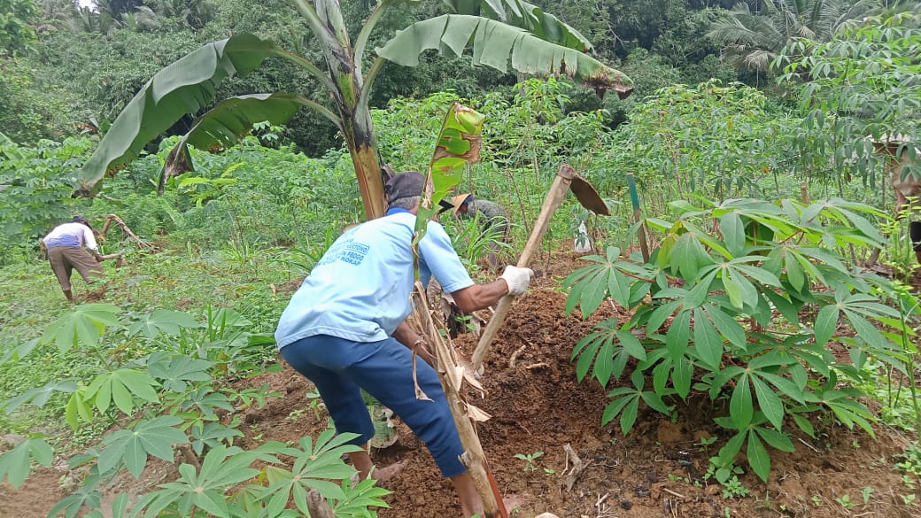 Kelompok Tani Gunung Kukusan Membuat Lubang Tanam